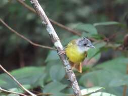 Image of Yellow-bellied Bulbul