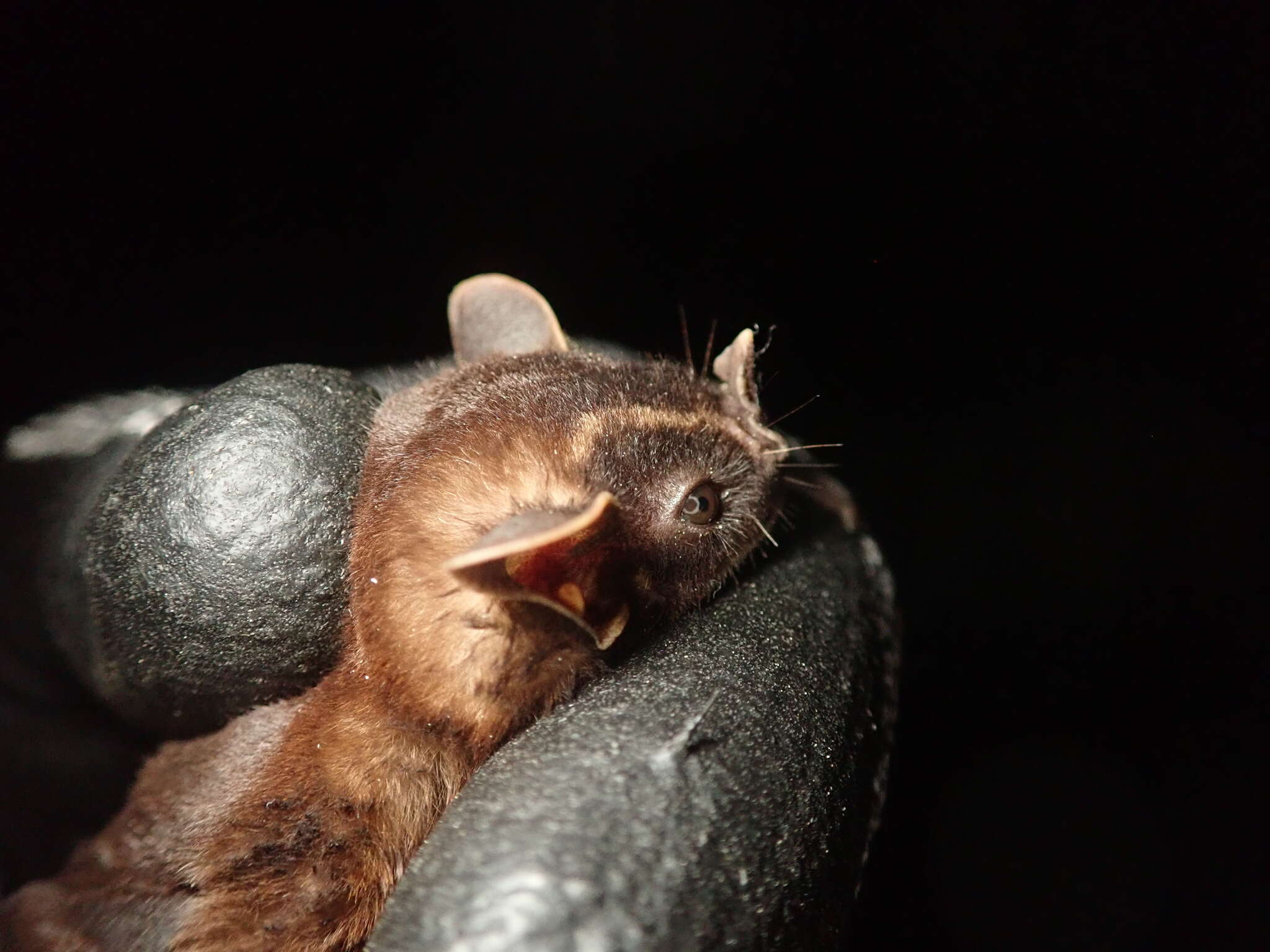 Image of Velvety Fruit-eating Bat