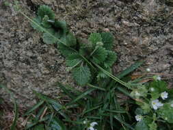 Image of Androsace umbellata (Lour.) Merr.