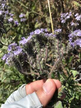 Imagem de Phacelia floribunda Greene