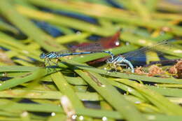 Image of Austrocoenagrion lyelli (Tillyard 1913)