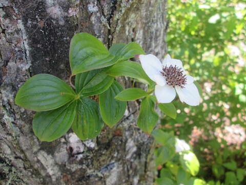 Image of western cordilleran bunchberry