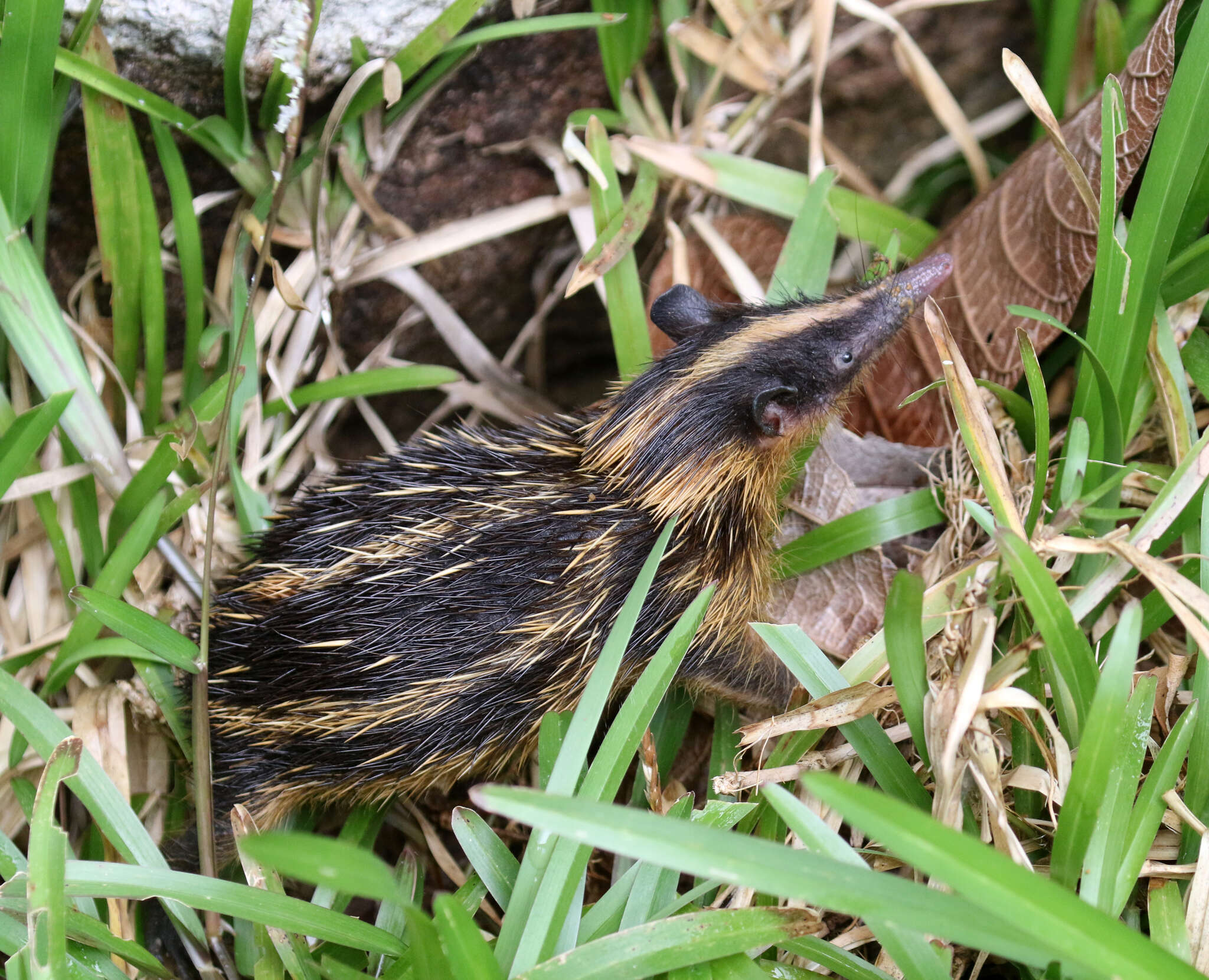 Image of streaked tenrecs