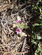 Image of red monkeyflower