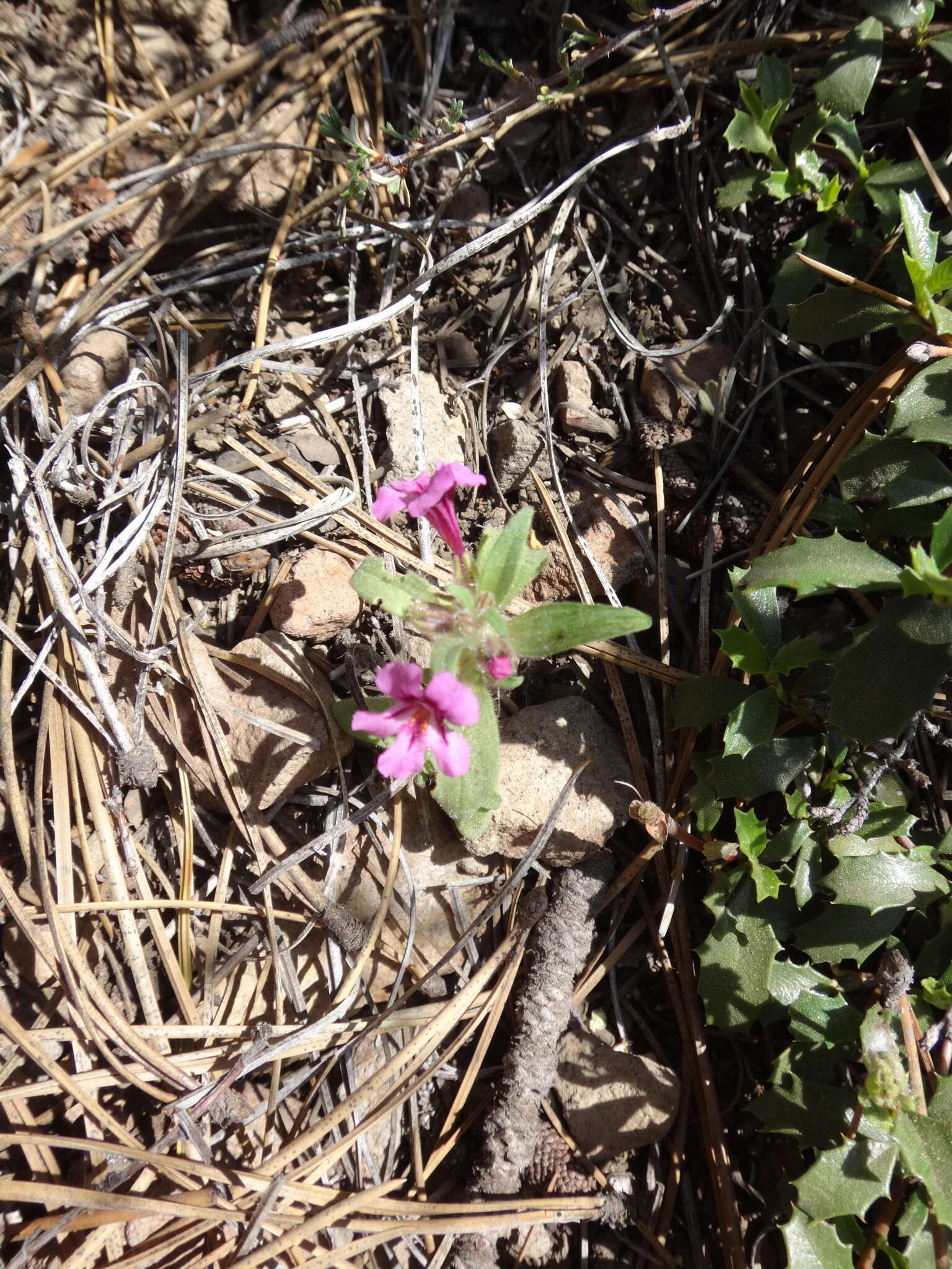 Image of red monkeyflower