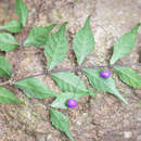 Plancia ëd Callicarpa peichieniana H. Ma & W. B. Yu