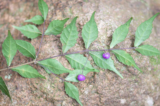 Image of Callicarpa peichieniana H. Ma & W. B. Yu