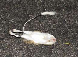 Image of banner-tailed kangaroo rat