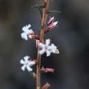 Image of Leucopogon recurvisepalus C. T. White