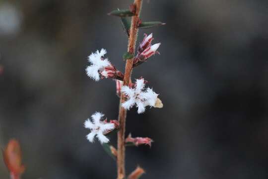 Image of Leucopogon recurvisepalus C. T. White