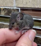 Image of Eastern Harvest Mouse