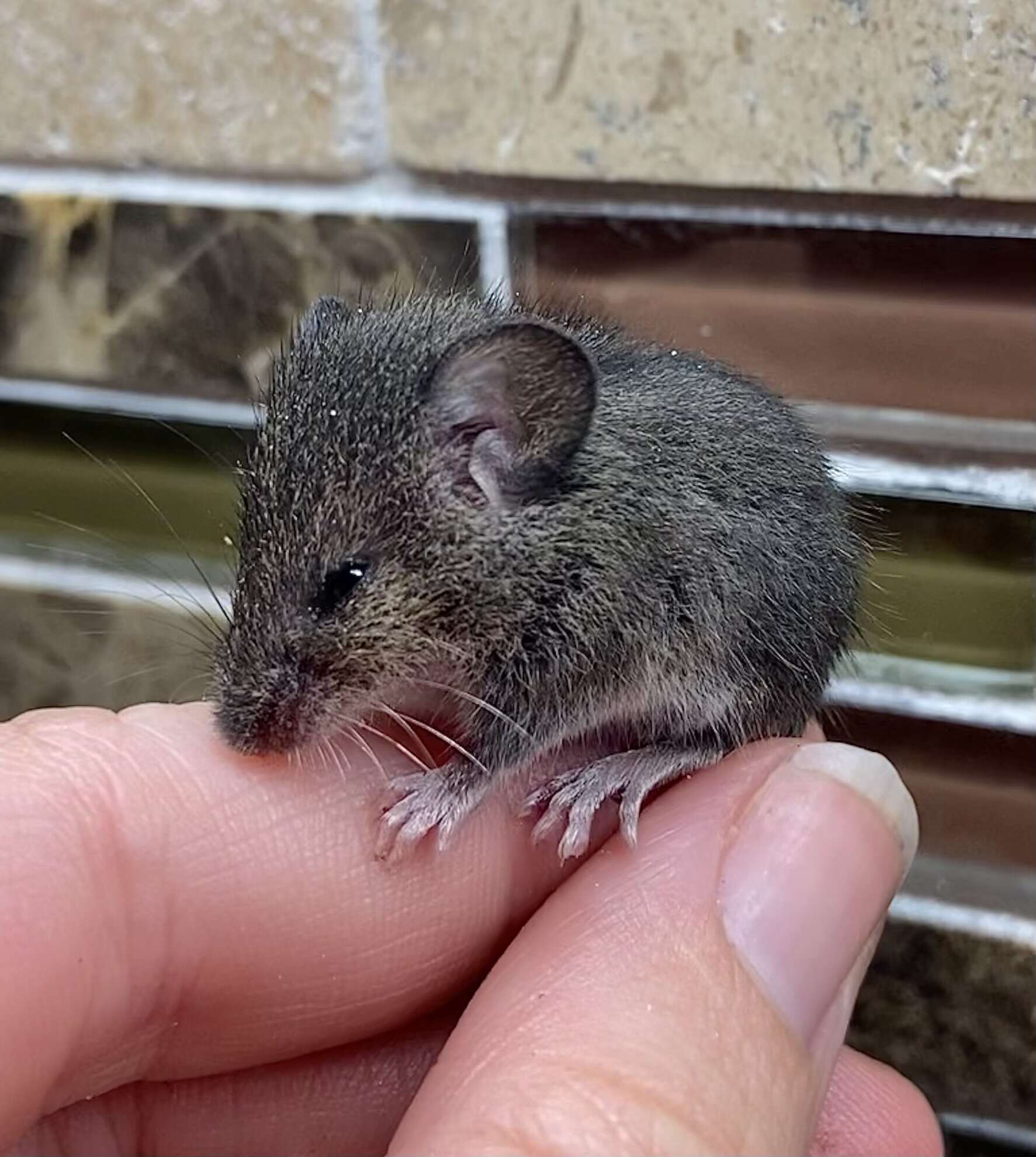 Image of Eastern Harvest Mouse