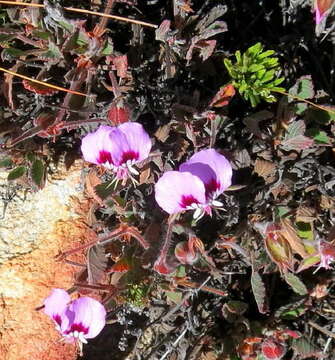 Image of Pelargonium ovale subsp. veronicifolium (Eckl. & Zeyh.) L. Hugo