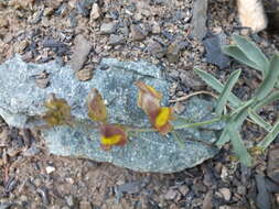 Image of Linaria hepatica Bunge ex Ledeb.