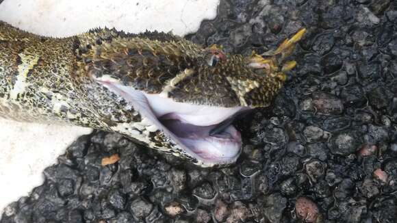 Image of Rhinoceros Viper