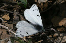 Image of Lofty Bath White