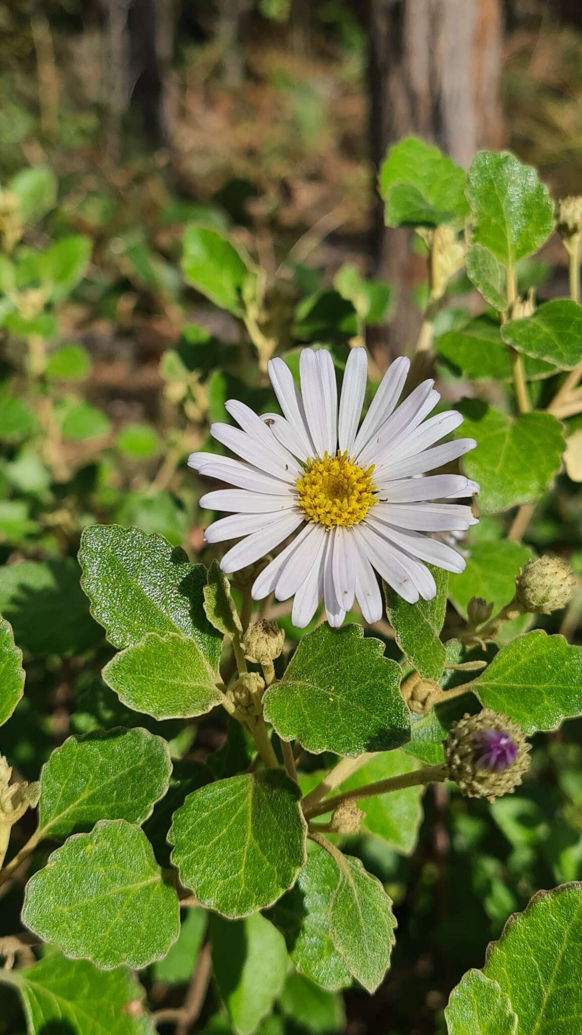 Image de Olearia tomentosa (Wendl.) DC.