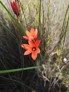 Image of Ixia tenuifolia Vahl