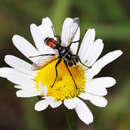 Image of Cylindromyia tricolor Malloch 1930