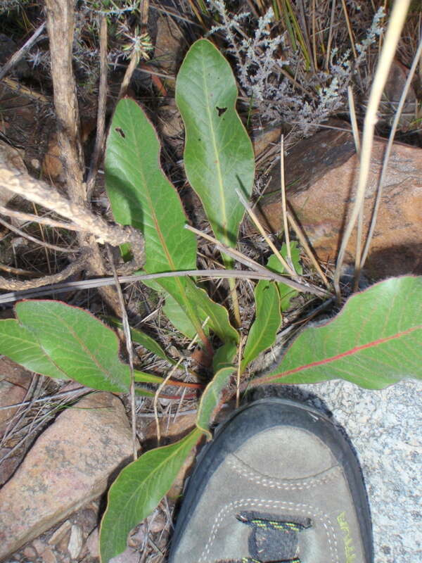 Image of harts-tongue-fern sugarbush