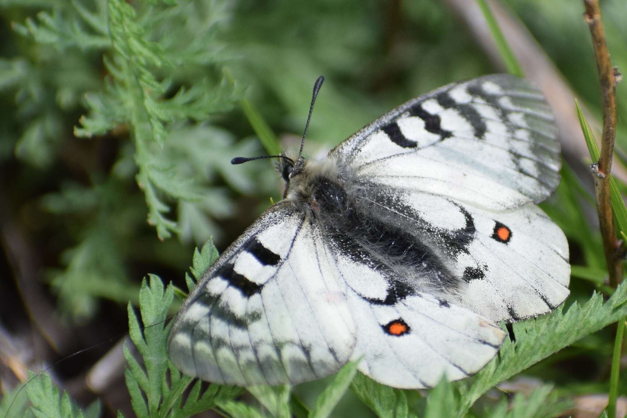 Sivun Parnassius ariadne (Lederer 1853) kuva