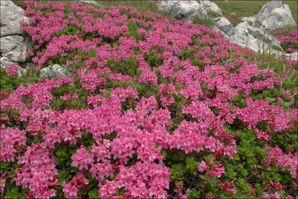 Rhododendron hirsutum (rights holder: Amadej Trnkoczy)