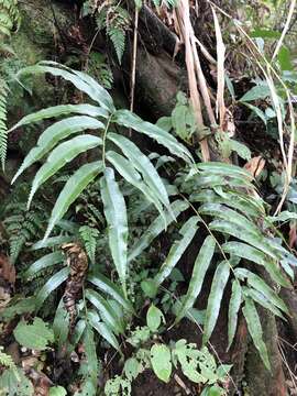 Image of Plagiogyria euphlebia (Kunze) Mett.