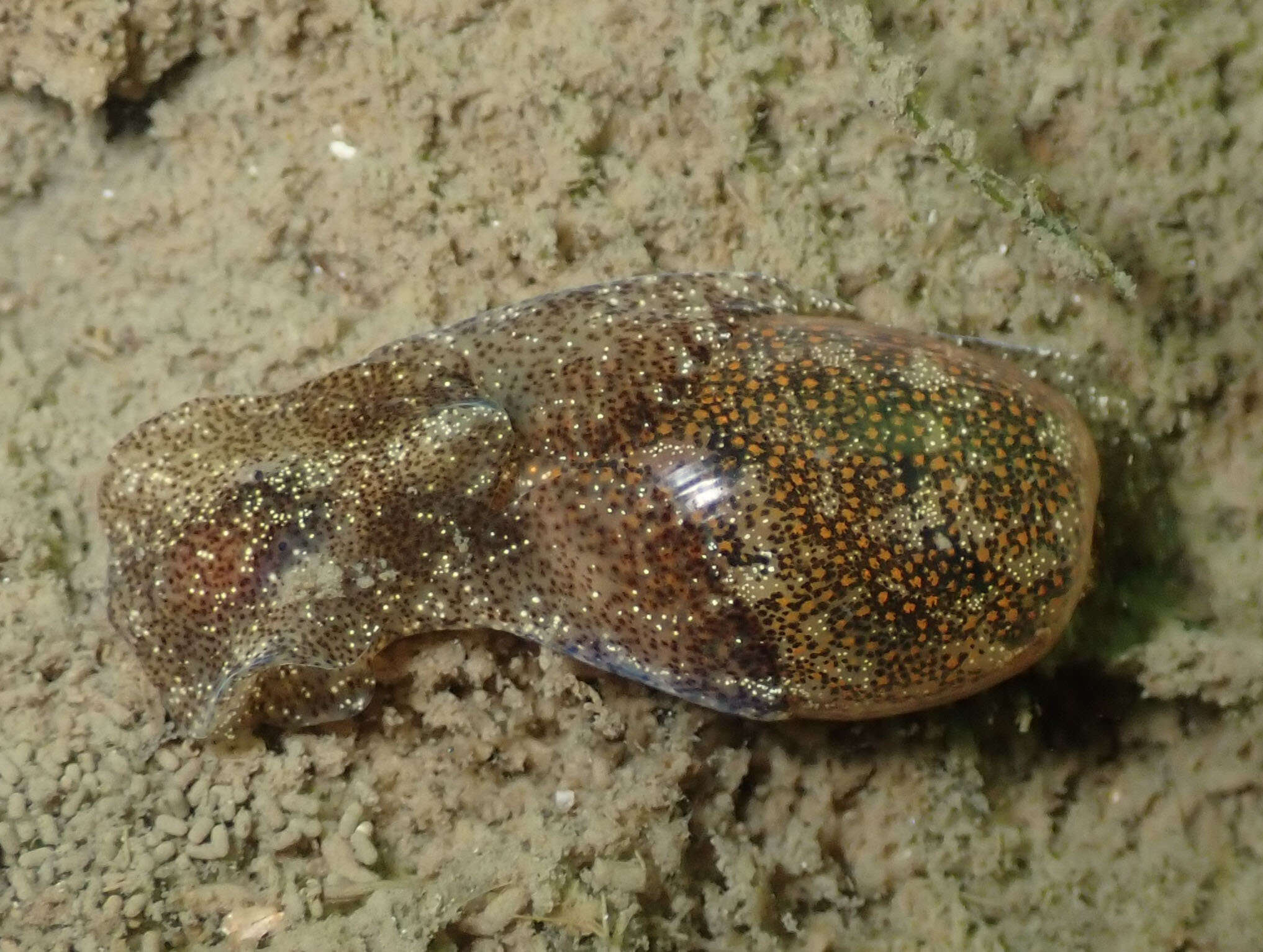 Image of Haminoea orteai Talavera, Murillo & Templado 1987