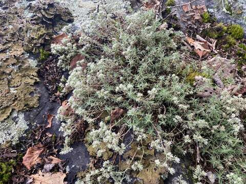 Image of silvery nailwort