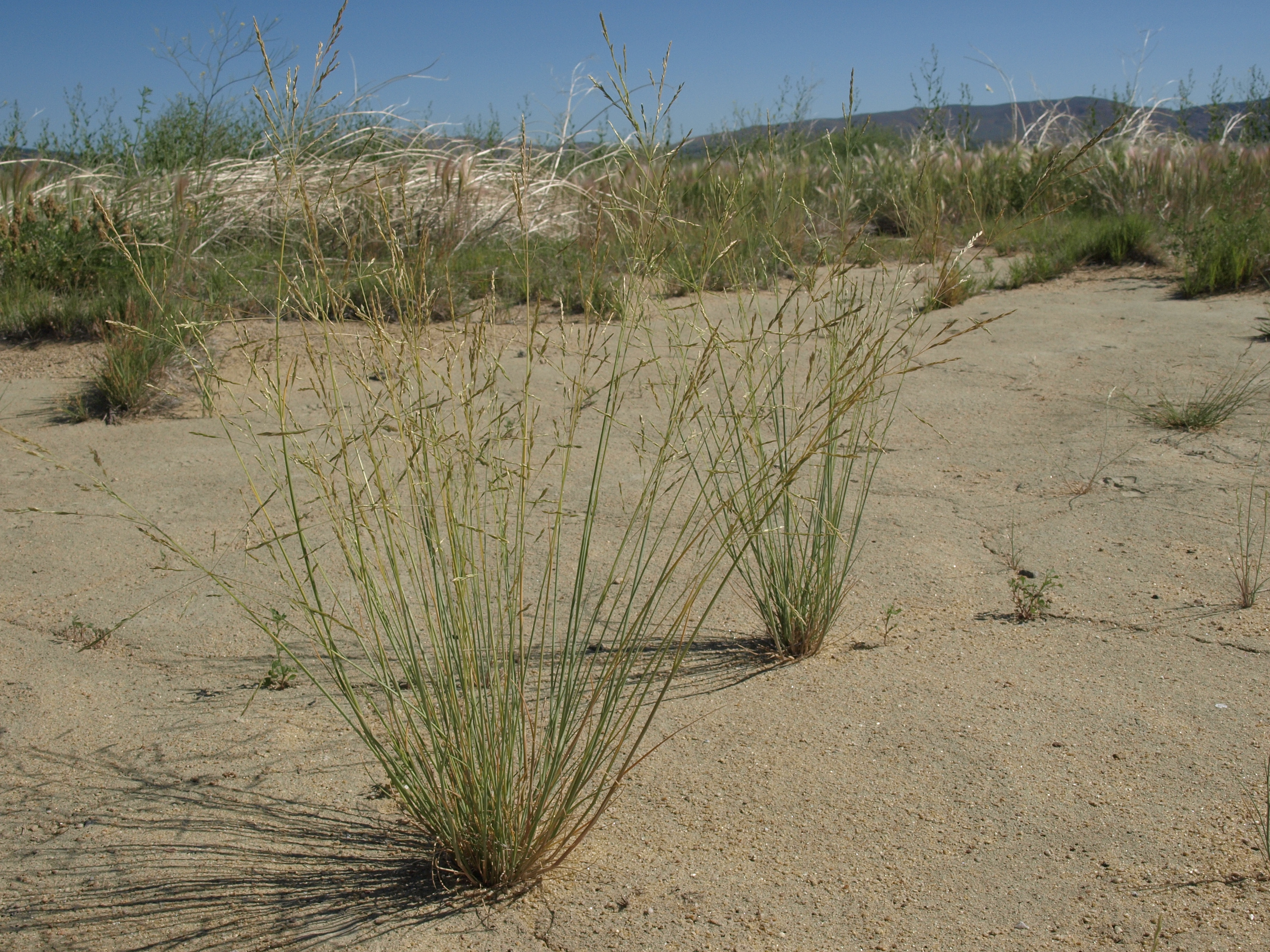 Image of Nuttall's alkaligrass