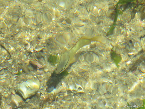 Image of Brazilian Snapper