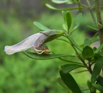 Image of Gaping Mint-bush