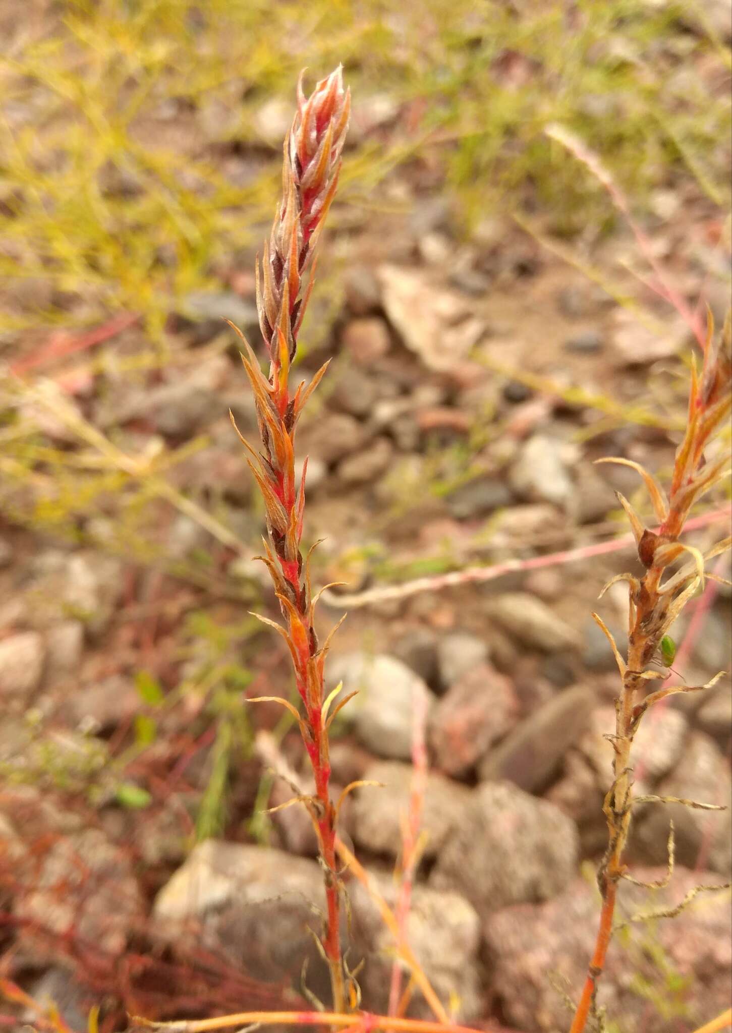 Image of Corispermum declinatum Steph. ex Stev.