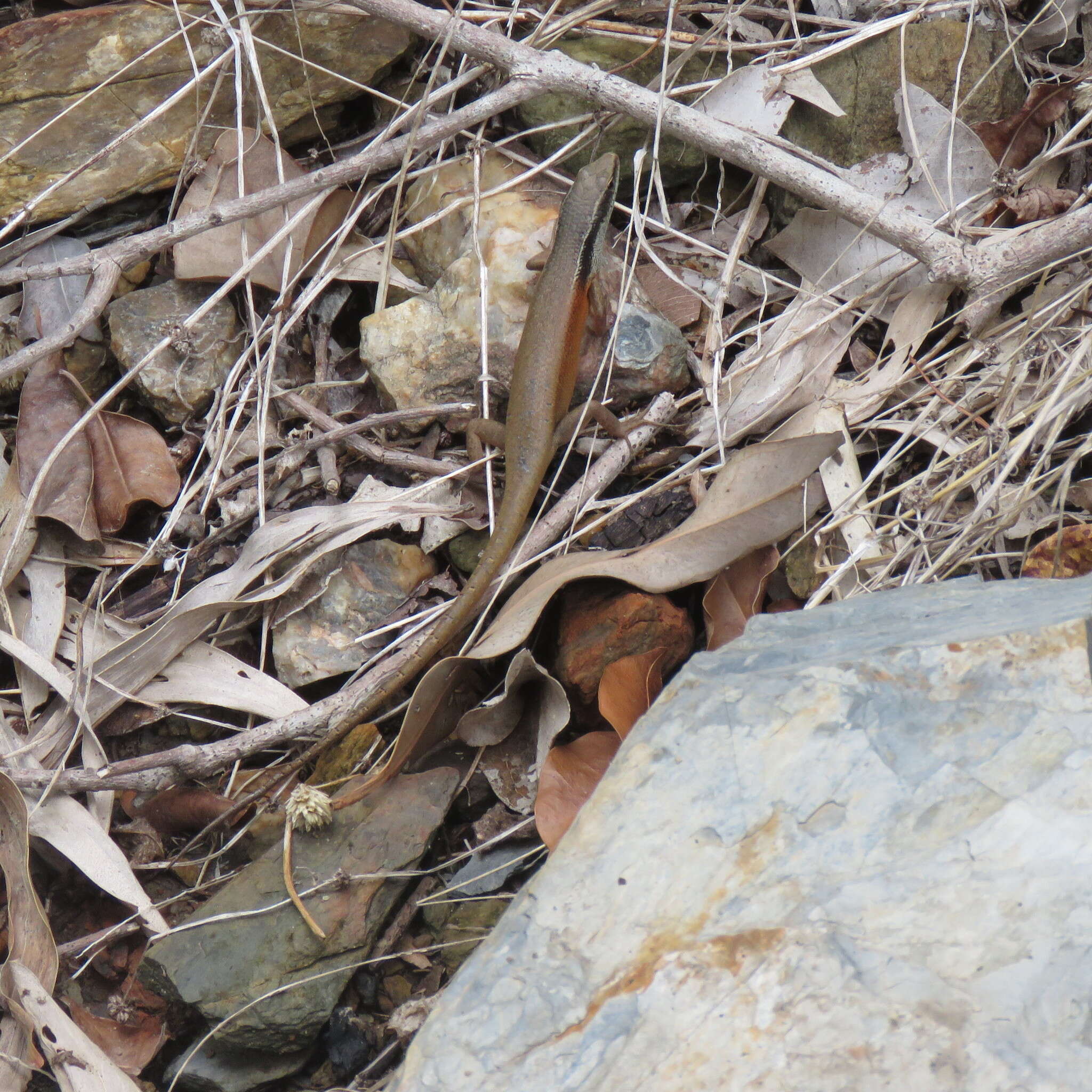 Image of Closed-litter Rainbow-skink