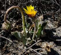 Image de Arctotis verbascifolia Harv.