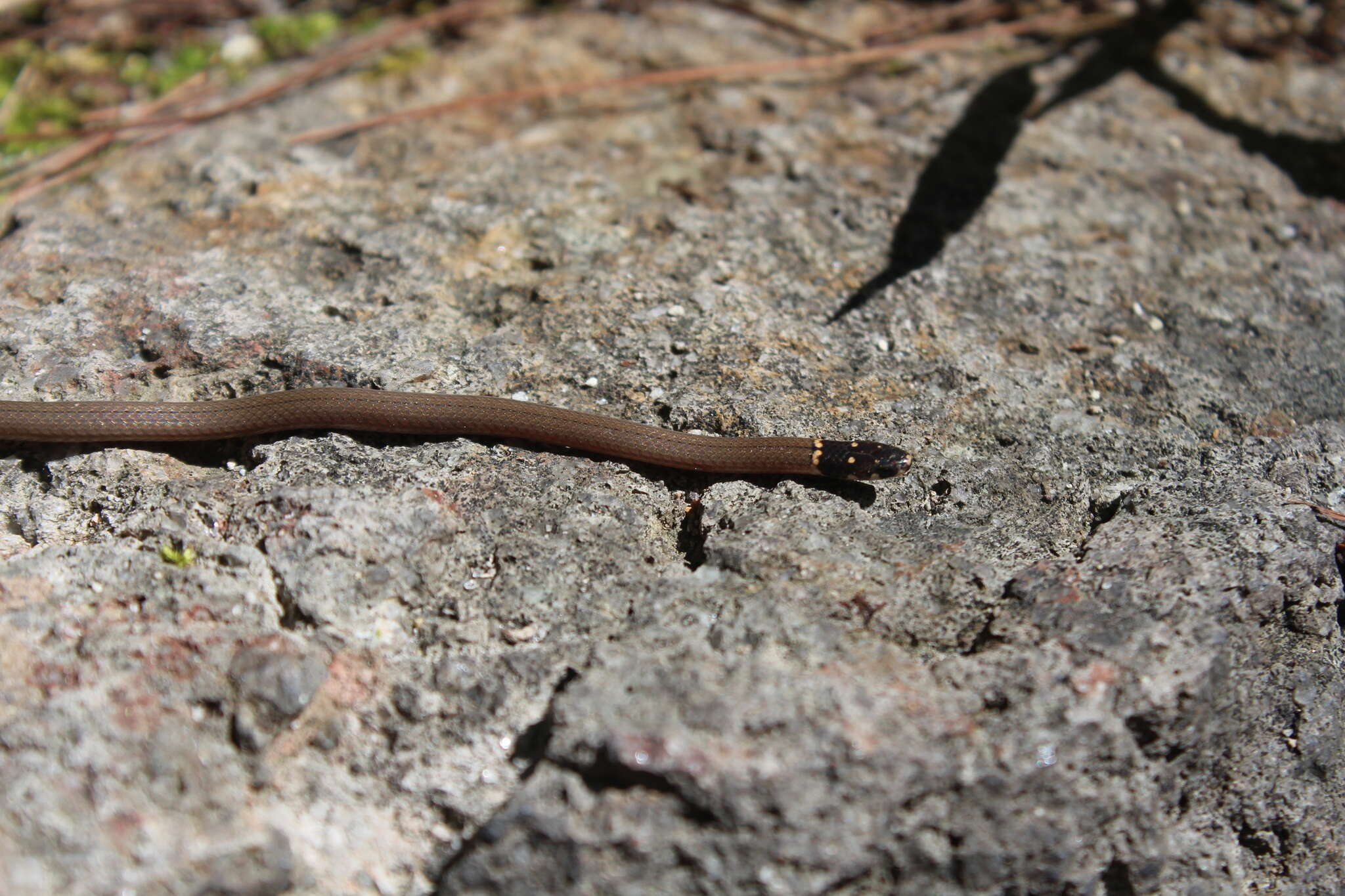 Image of Tantilla armillata Cope 1876