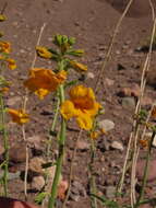 Image of Argylia potentillifolia DC.