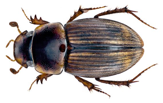 Image of <i>Gilletianus reichei</i> (Harold 1859)