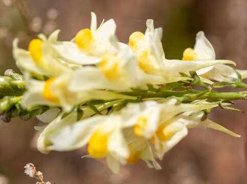 Plancia ëd Linaria melampyroides Kuprian.