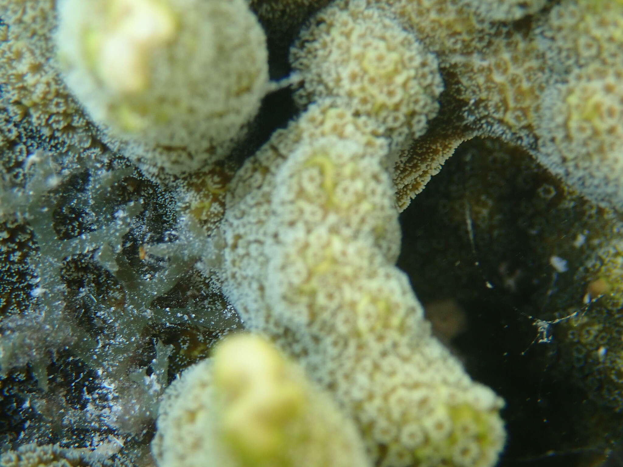 Image de Montipora digitata (Dana 1846)