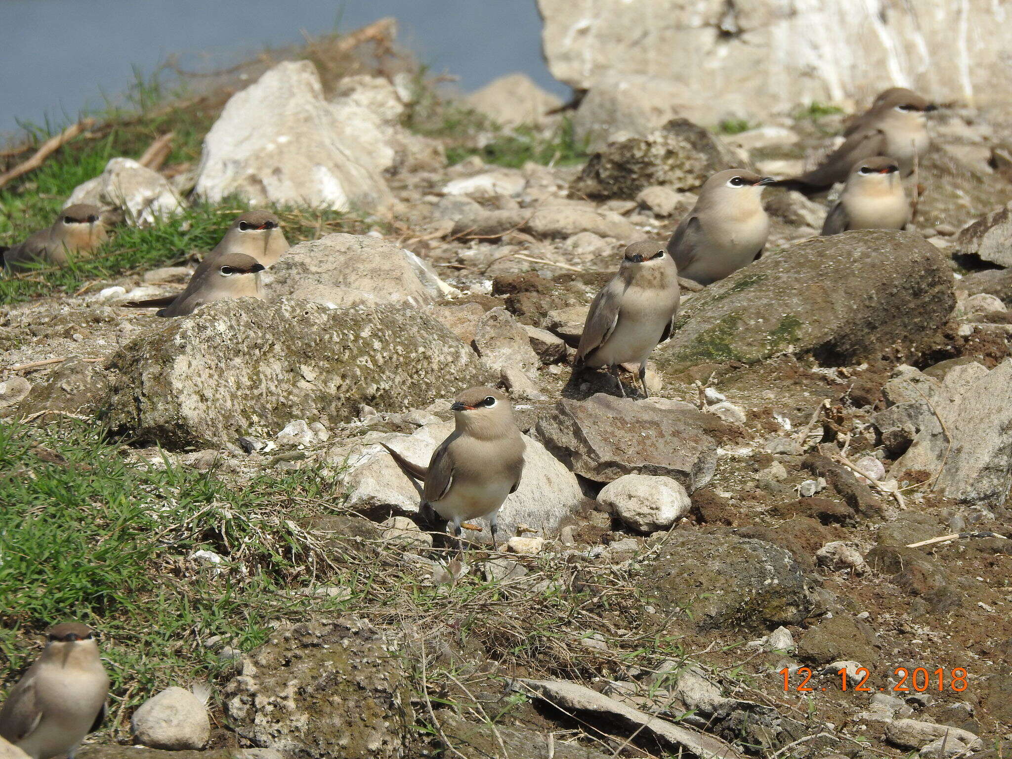 Image of Little Pratincole