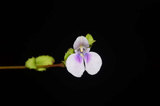 Image of Impatiens lawii Hook. fil. & Thoms.