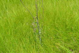 Image of hairy lettuce