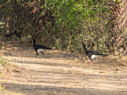 Image of Yellow-knobbed Curassow