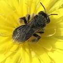 Image of Andrena olivacea Viereck 1917