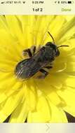 Andrena olivacea Viereck 1917 resmi