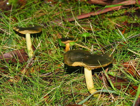 Image of Cortinarius austrovenetus Cleland 1928