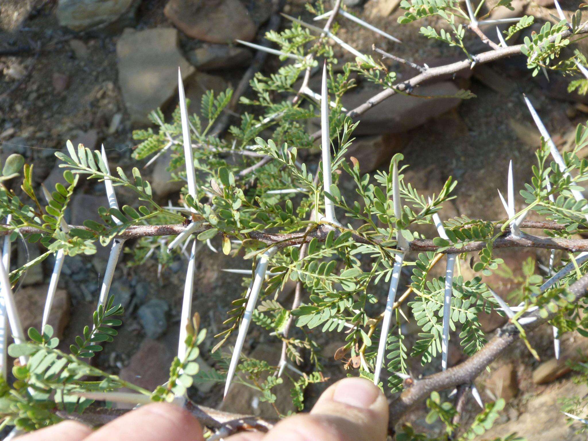 Plancia ëd Vachellia karroo (Hayne) Banfi & Galasso