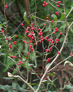 Image of Ilex serrata Thunb.