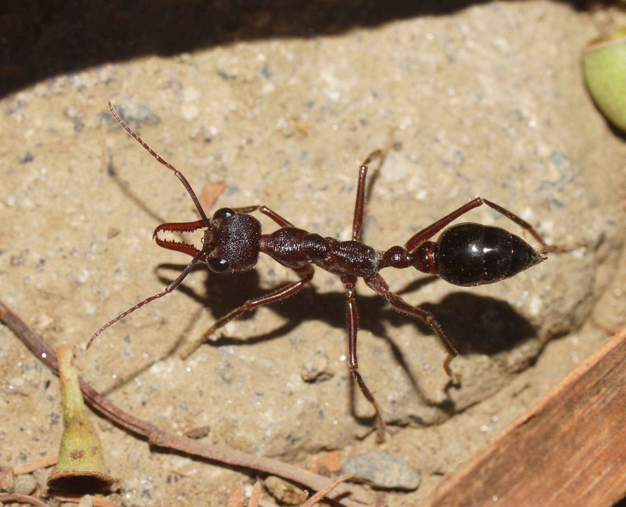 Image of Myrmecia forficata (Fabricius 1787)